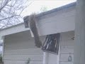 Squirrel Gymnastics Squirrel Gymnastics