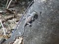 Agama lionotum