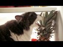 Otto's Pineapple