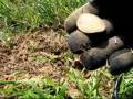 GA dirtfishin EPISODE 5 - Metal Detecting at the Old Picnic Grounds