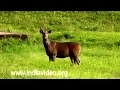 Deers of Kerala Wildlife Nature Flora and Fauna Video Suresh Elamon