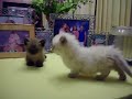 Munchkin Kittens on dining room table www.munchkins.com Munchkin Kittens on dining room table www.munchkins.com