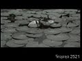 เพลง เธอที่รัก (ชูวับ ชูวับ)- รักอุตลุด (2520)