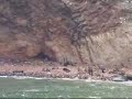 Sea Lions at Paracas