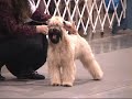 Rose City Classic Wheaten Terriers 08 (Part 1)