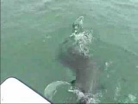 Hammerhead ate my Tarpon