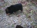 Too cute alert! 3 Rottweiler mix puppies at play.