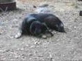 Tribute to Bagheera