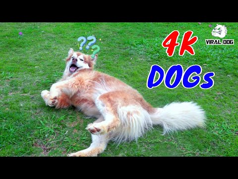 Hài Hước Thư Giãn Cùng Các Boss Cún Cưng Video 4K Tập 9