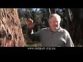 Save Red Gum