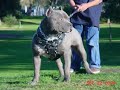 H,A SAMMYS BLUE PITS
