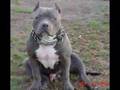 H,A SAMMYS BLUE PITS