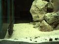 Incubation Nimbochromis Fuscotaeniatus