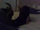Dogbook Movie: Oy And Fezzik