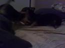 Dogbook Movie: Oy And Fezzik