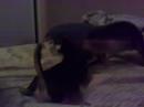 Dogbook Movie: Oy And Fezzik