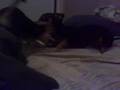 Dogbook Movie: Oy And Fezzik