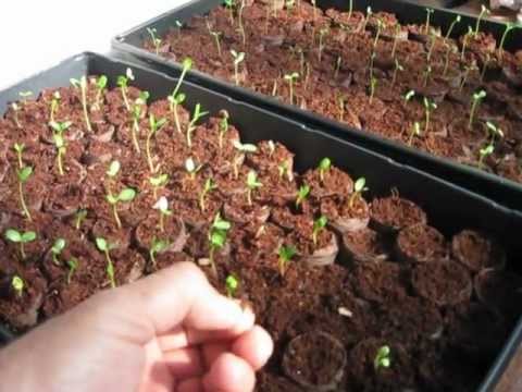 how to grow milkweed