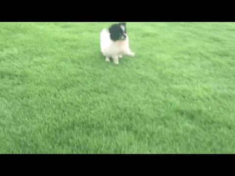 Maggie loves going outside to potty