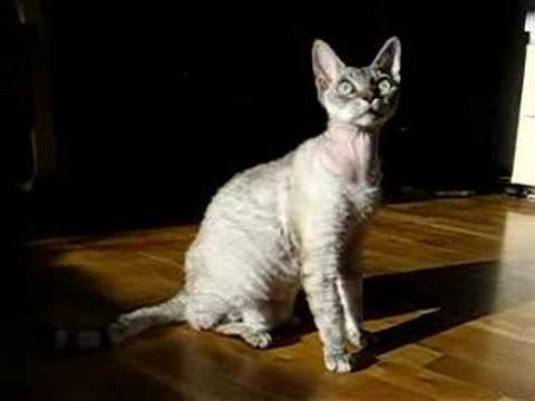 Bitti, the devon rex cat