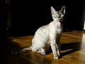 Bitti, the devon rex cat Bitti, the devon rex cat