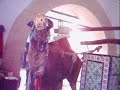 Camel in a spring,Tunisian Camel in a spring,Tunisian