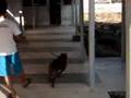 MUSCULO PIT BULL