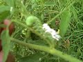 Tomato Hornworm with Parasitic Wasps
