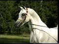 Arabian Horse
