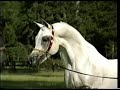 Arabian Horse