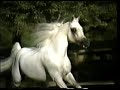 Arabian Horse