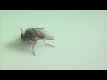 Anti-drug PSA