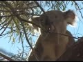 Koalas in our Garden