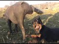 fight    rottweiler  versus pig
