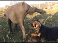 Fight  - rottweiler  versus pig