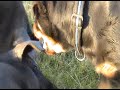 fight    rottweiler  versus pig