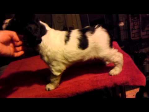 Lizzy - English Springer Spaniel Pup