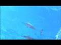 YouSub Dolphins in Marsa Alam 