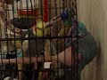 Hoogie & Spike - Episode 4 Hoogie & Spike - Episode 4