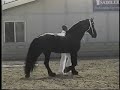 Tzar FPZV Approved Friesian Stallion