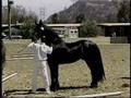 Tzar FPZV Approved Friesian Stallion