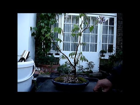 how to replant a wisteria