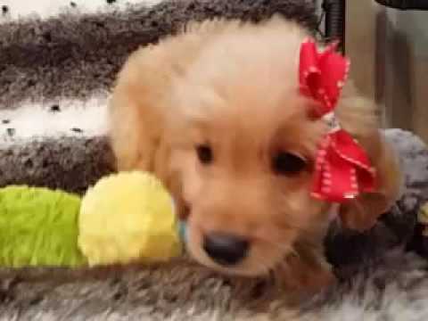Mini Goldendoodle ! First Gen Female!