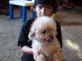 poodles are freaks