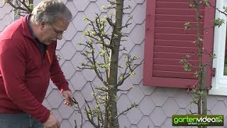 Wie schneide ich einen älteren Malini Apfelbaum (Säulenapfelbaum)