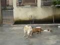 Pollux e Sand - namoro ou amizade? Pollux e Sand - namoro ou amizade?