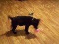 puppy think boy is chew toy lol