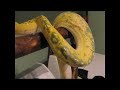 ****Bad Shed Solution****