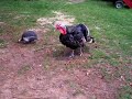 11chickens,turkeys,quail,birds, hogs,brooder box,chicks,dove