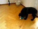 labrador puppie - Bismarck